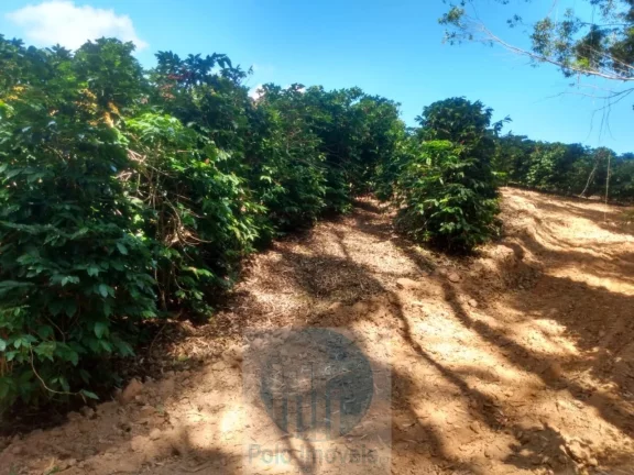 Imagem Sítio com 22.000 pés de café em Jacuí - Minas Gerais - 4 alqueires.