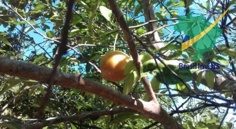 Imagem FAZENDA EM TRANCOSO