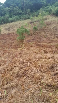 Imagem Sítio para Venda em Sete Barras, Rural