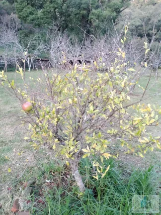 Imagem Sítio com 4 quartos, 6,3 ha, à venda em Morro Reuter - RS