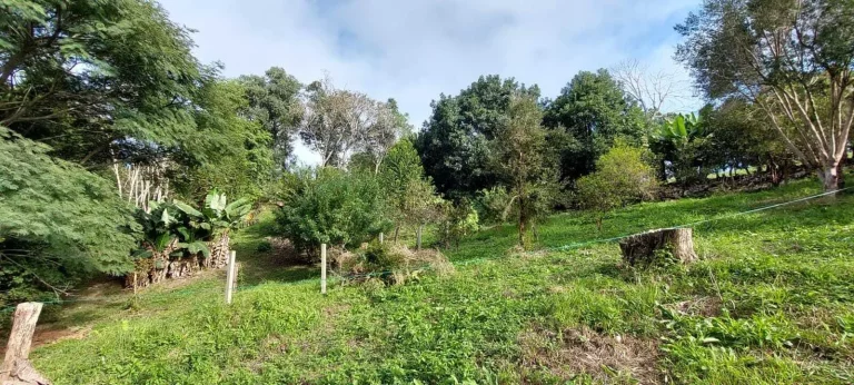 Imagem Chácara à venda em Campo Largo/PR