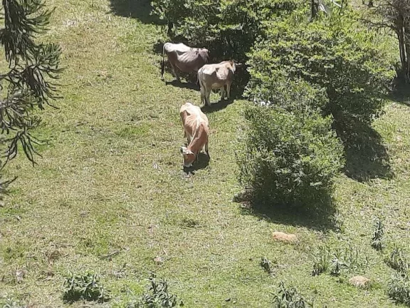 Imagem Área à venda (65,53ha) - Águas Mornas/SC