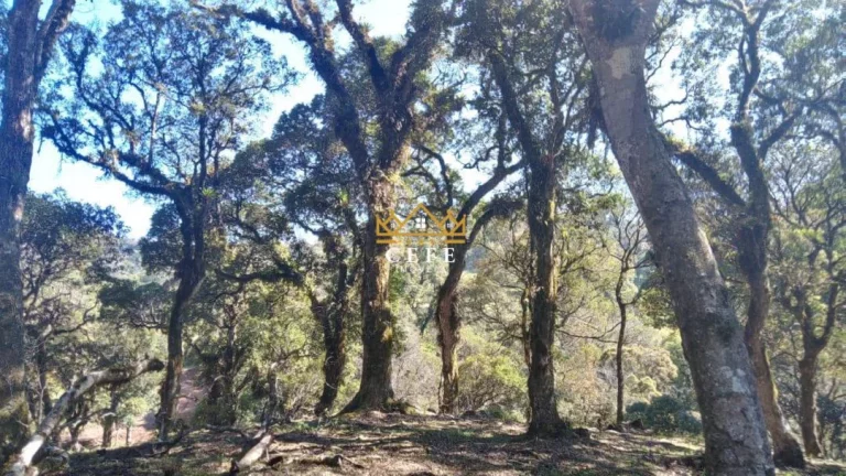 Imagem Chácara - Sítio com 1 Dormitorio(s) localizado(a) no bairro Ribeirão em São Francisco de Paula / RIO GRANDE DO SUL Ref.:1535