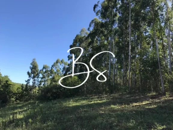 Imagem AREA RURAL em SANTO ANTÔNIO DA PATRULHA - RS, Pinheirinhos