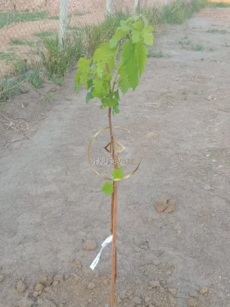 Imagem LOTES Á VENDA NO CONDOMÍNIO RECANTO DA FIGUEIRA EM JACAREÍ-SP