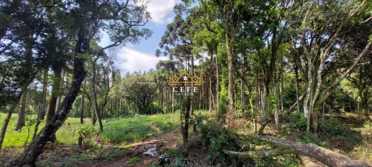 Imagem Chácara - Sítio com 2 Dormitorio(s) localizado(a) no bairro Samambaia em São Francisco de Paula / RIO GRANDE DO SUL Ref.:1542