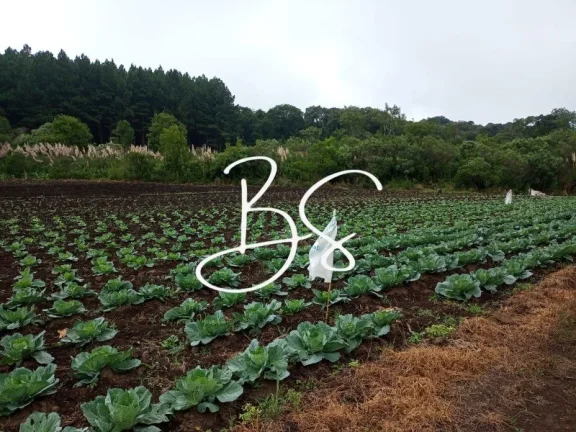 Imagem SITIO RURAL em SANTA MARIA DO HERVAL - RS, Alto Padre Eterno