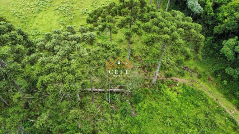 Imagem Chácara - Sítio com 3 Dormitorio(s) localizado(a) no bairro Zona Rural em Santa Maria do Herval / RIO GRANDE DO SUL Ref.:1545