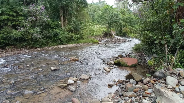 Imagem Área rural à venda em Santa Rosa de Lima/SC
