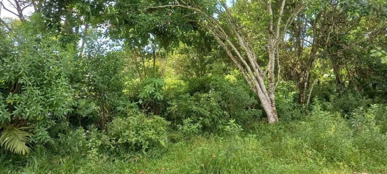 Imagem Terreno para Venda em Itanhaém, Parque Vergara