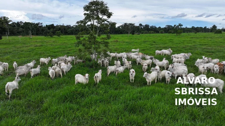 Imagem Vende/Permuta - Fazenda 390 Alqueires com Estrutura Completa a 120km de Porto Velho/RO