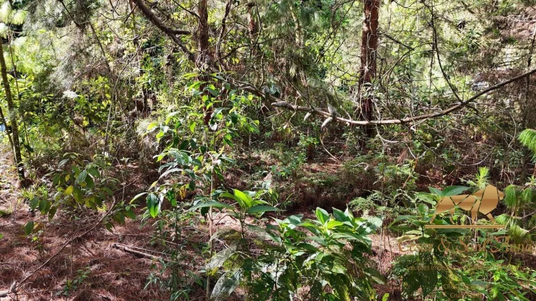 Imagem Terreno a venda em Campos do Jordão
