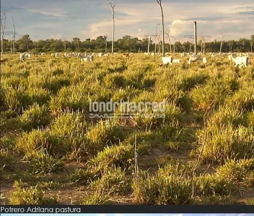 Imagem Fazenda à Venda no Paraguai por 900 dólares por hectare com Alto Potencial Pecuário