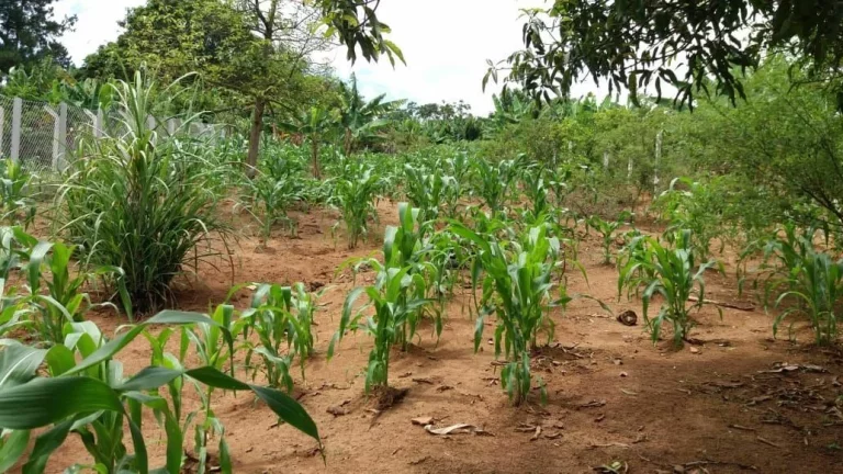Imagem CHÁCARA FRUTÍFERA COM 1.400 M2 A VENDA NO BAIRRO BOA VISTA DO SILVA - BRAGANÇA PAULISTA