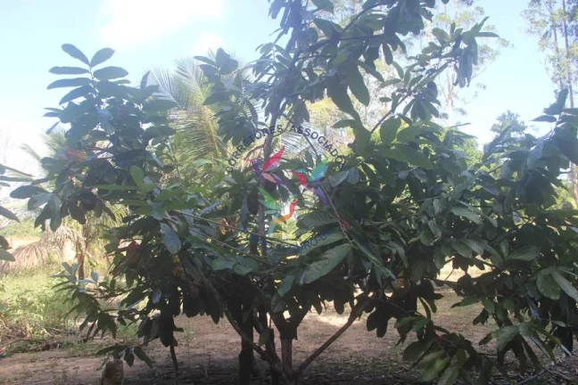 Imagem SÍTIO EM TRANCOSO - PORTO SEGURO - BAHIA