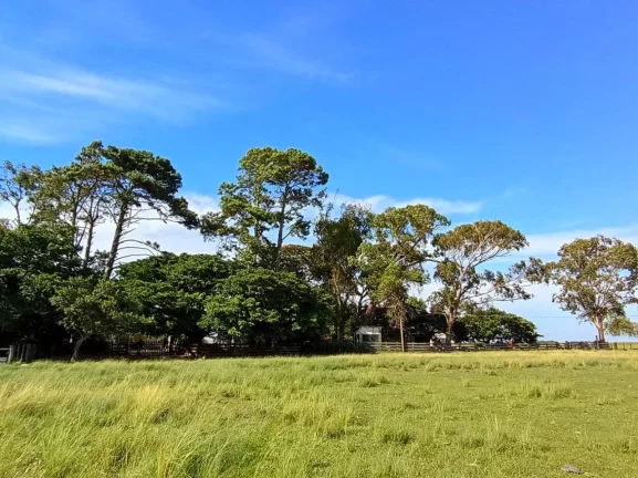 Imagem Fazenda à Venda – 173 Hectares – Arambaré/RS