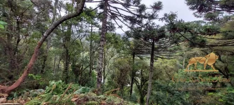 Imagem Terreno à venda, 5170 m² por R$ 350.000,00 - Descansópolis - Campos do Jordão/SP