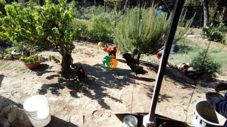 Imagem Sítio para Venda em São Roque, Sorocamirim (canguera), 2 dormitórios, 1 suíte, 3 banheiros, 2 vagas