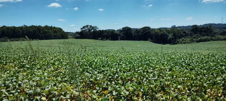 Imagem TERRENO RURAL em CAMPO BELO DO SUL - SC, Área Rural