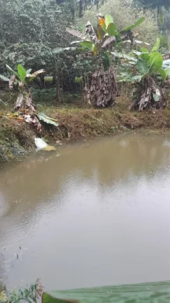 Imagem Sítio para Venda em Sete Barras, Rural