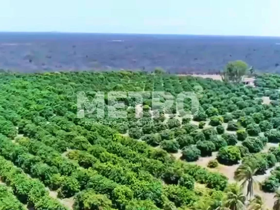 Imagem Fazenda à venda com 12 hectares de manga em produção, CASA NOVA - BA