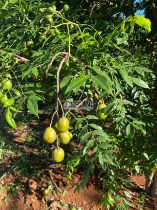 Imagem Chácara a venda em Igarapava - SP no bairro, Campo de Aviação