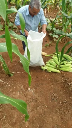Imagem CHÁCARA FRUTÍFERA COM 1.400 M2 A VENDA NO BAIRRO BOA VISTA DO SILVA - BRAGANÇA PAULISTA