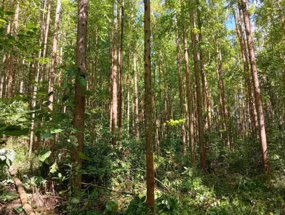 Imagem Venda de Área Rural Reflorestada em União do Oeste - Santa Catarina