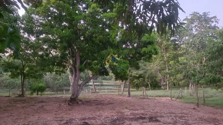 Imagem Sítio à venda na Guia - Cuiabá/MT | 82 hectares com nascente, açudes e estrutura completa