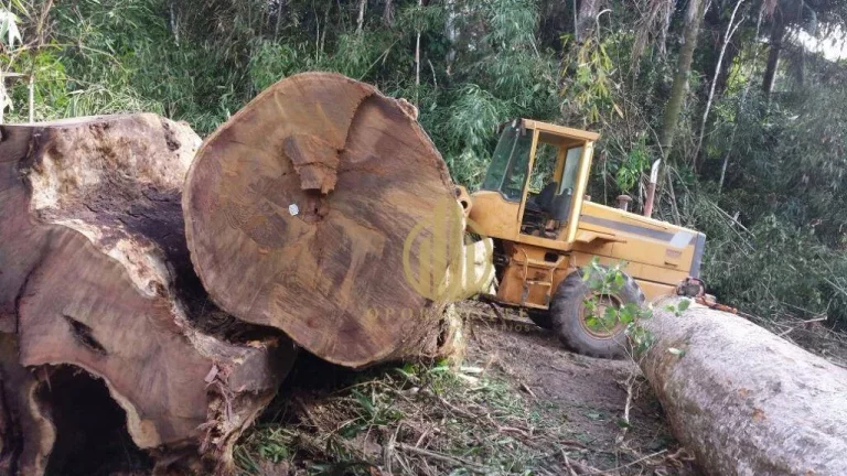 Imagem Fazenda à venda, - Área rural de Feijó - Feijó/AC