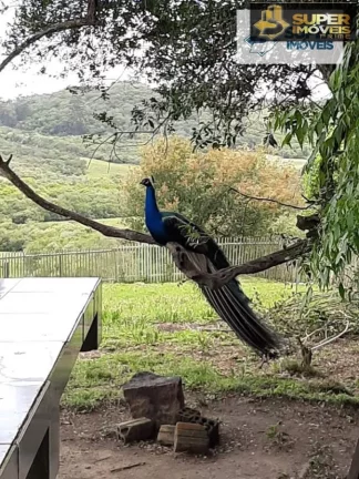 Imagem Sítio para Venda em Centro Morro Redondo-RS - 1645