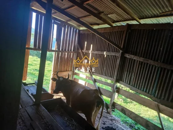 Imagem Chácara - Sítio com 2 Dormitorio(s) localizado(a) no bairro Amoreira em Canela / RIO GRANDE DO SUL Ref.:1567