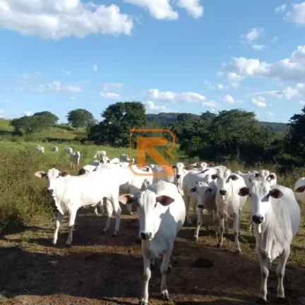 Imagem Venda de Fazenda em Aragoiânia