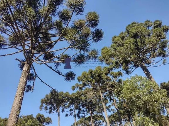 Imagem CHÁCARA NA REGIÃO NO BUGRE EM BALSA NOVA