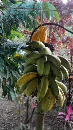 Imagem Sítio para Venda em Sete Barras, Rural