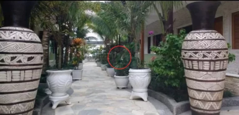 Imagem Pousada PÉ NA AREIA , 21 SUÍTES TODAS COM AR E FRIGOBAR , EXELENTE RESTAURANTE ,PISCINA E VAGAS P/ CARRO , BAR E SERVIÇO DE PRAIA