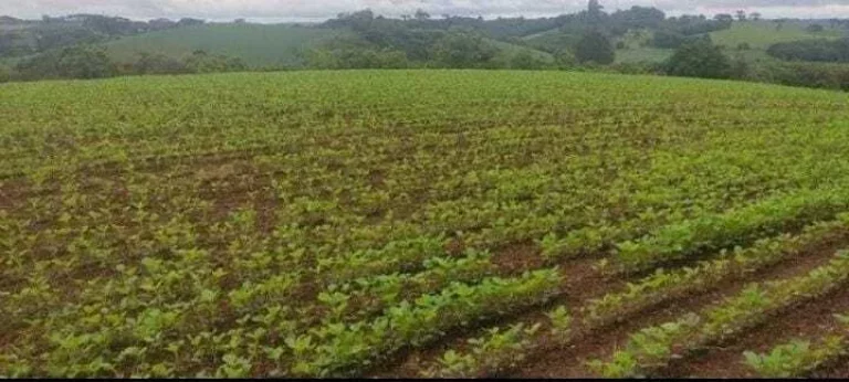 Imagem Chácara à venda em Campo Largo/PR