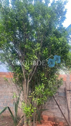 Imagem Chácara à venda em Rio Verde-GO: 3 quartos, 1 suíte, 1 sala, 2 banheiros, 2 vagas de garagem, 180m² de área. Aproveite!