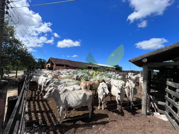 Imagem FAZENDA PEROBAS - OPORTUNIDADE ÚNICA DE INVESTIMENTO EM ARARUAMA/RJ