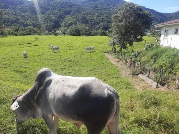 Imagem Terreno à Venda, 36.846 m2, com Viabilidade para Loteamento. Sul do Rio, Santo Amaro da Imperatriz, SC