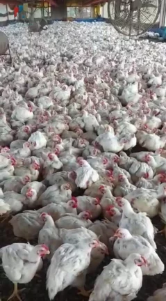 Imagem Sítio Sítio em Centro, Pilar do Sul/SP