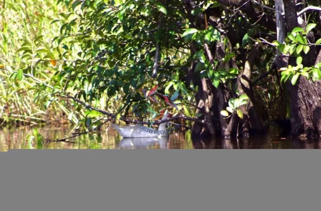 Imagem Mogi dos Pássaros - Mogiquiçaba - Belmonte - Bahia