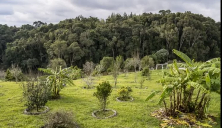 Imagem Fazenda para Venda - Roça Velha