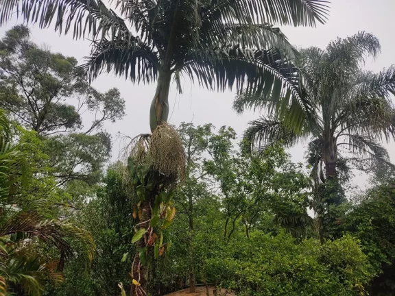 Imagem CHACARA A VENDA NO JARDIM LIMOEIRO SÃO PAULO