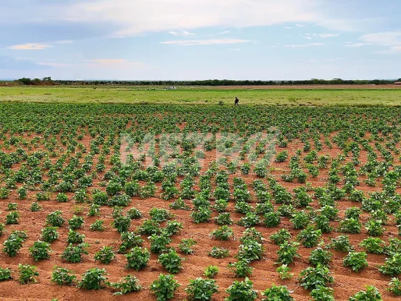 Imagem Fazenda com 116ha, Casa, Galpão, 25ha plantados e mais 32 prontos para plantar