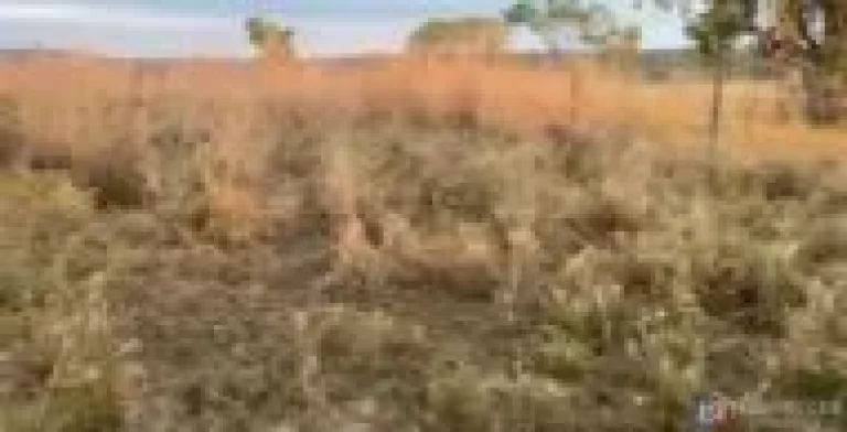 Imagem Fazenda à venda em Presidente Olegário – 58 hectares planos, mecanizáveis e com água
