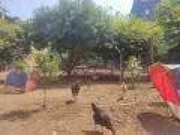 Imagem Terreno à venda, 1400 m² por R$ 6.300.000,00 - Gopoúva - Guarulhos/SP