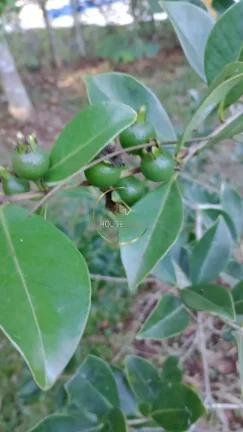 Imagem Chácara 2 dormitórios ( 1 suíte), com pomar e acesso a represa, Jambeiro.