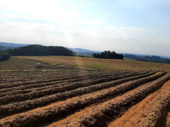 Imagem OPORTUNIDADE ÚNICA!!! 12 Hectares, Linha Doutor Flores, Sertão Santana