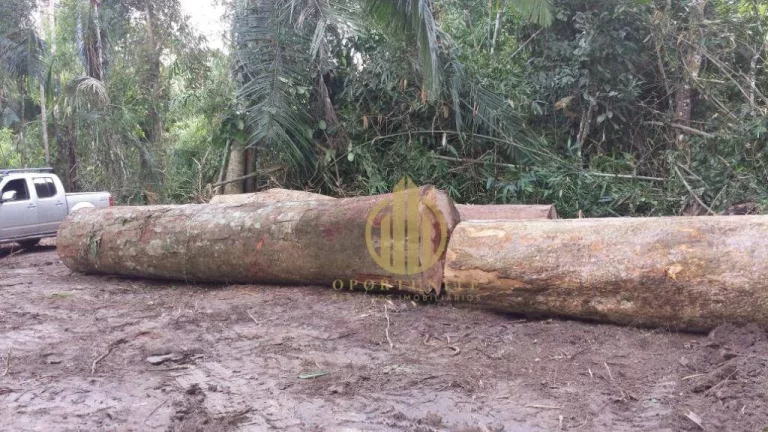 Imagem Fazenda à venda, - Área rural de Feijó - Feijó/AC